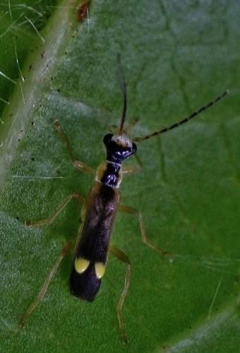 Malthinus glabellus